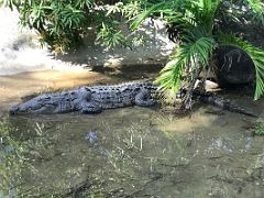 07A Crocodile at the Hope Zoo Royal Botanical Hope Gardens Kingston Jamaica